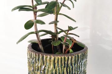 Zielona ceramiczna doniczka z posadzoną rośliną